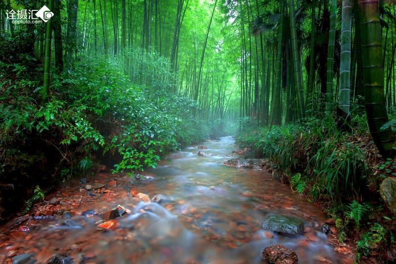 阴暗森林